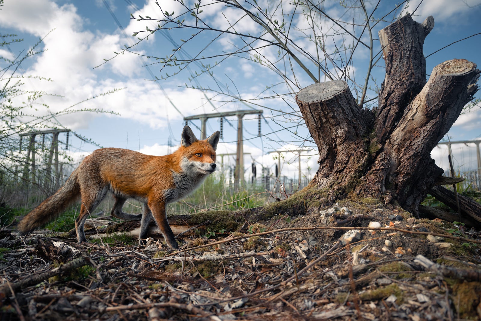 A fox in Lee Valley Park, England.