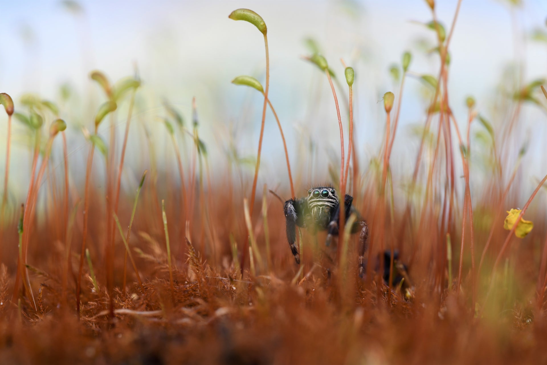 A spider peers through moss in Dorset, England.