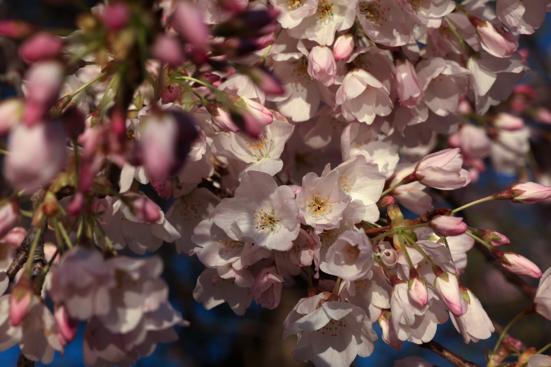 D.C.’s cherry blossoms are considered at peak bloom when 70% of the flowers are open, according to the NPS. This year, that happened on March, 23. (March 21, 2023)