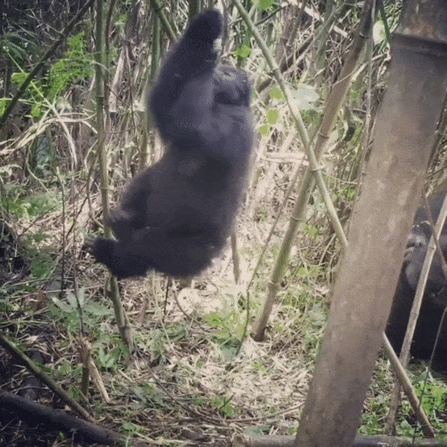 A gorilla spinning in Volcanoes National Park, Rwanda.