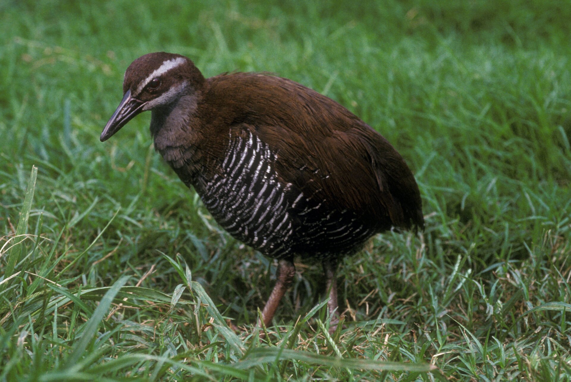 A Guam rail.