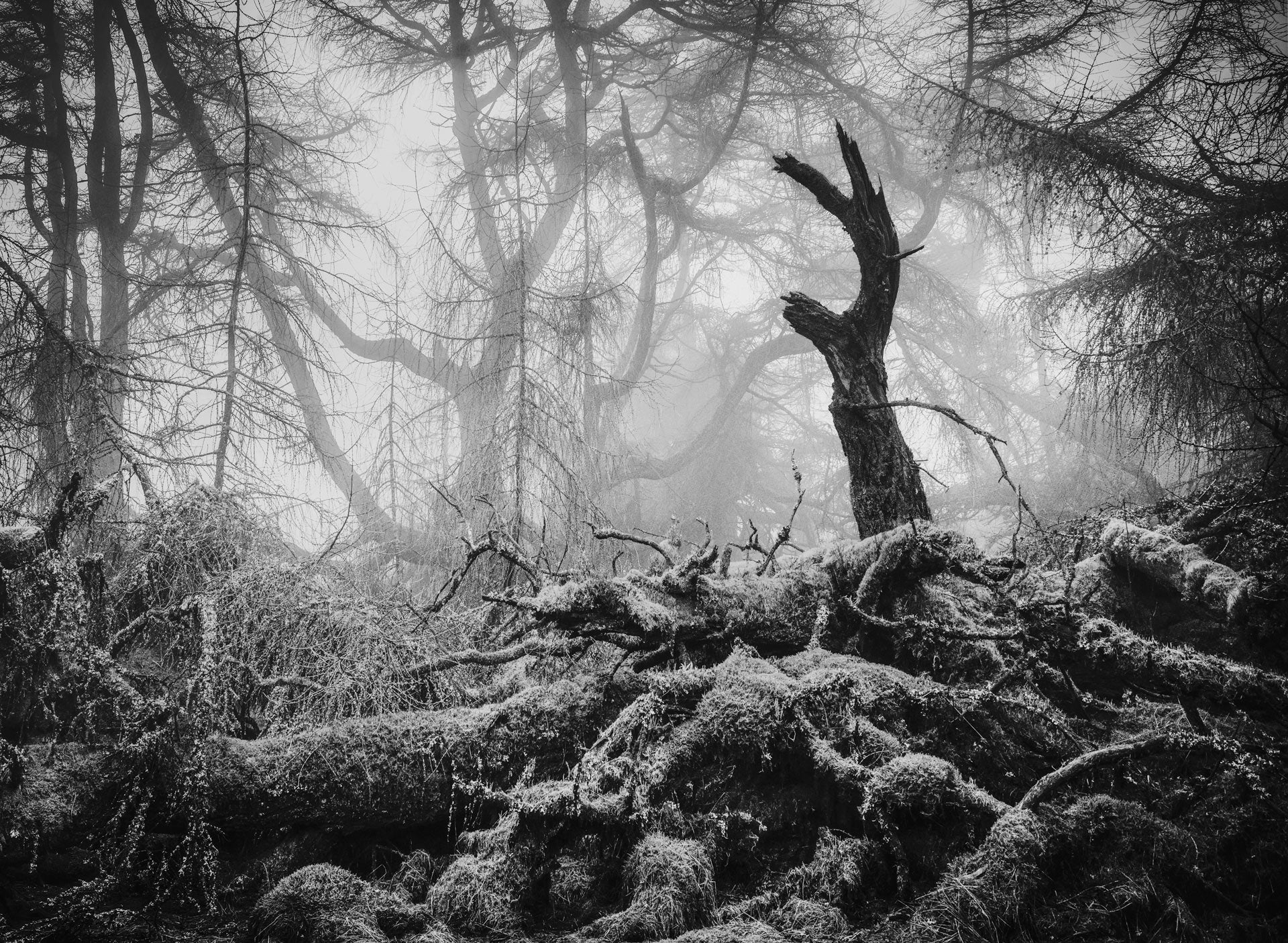 Gnarled branches in England’s Lake District.