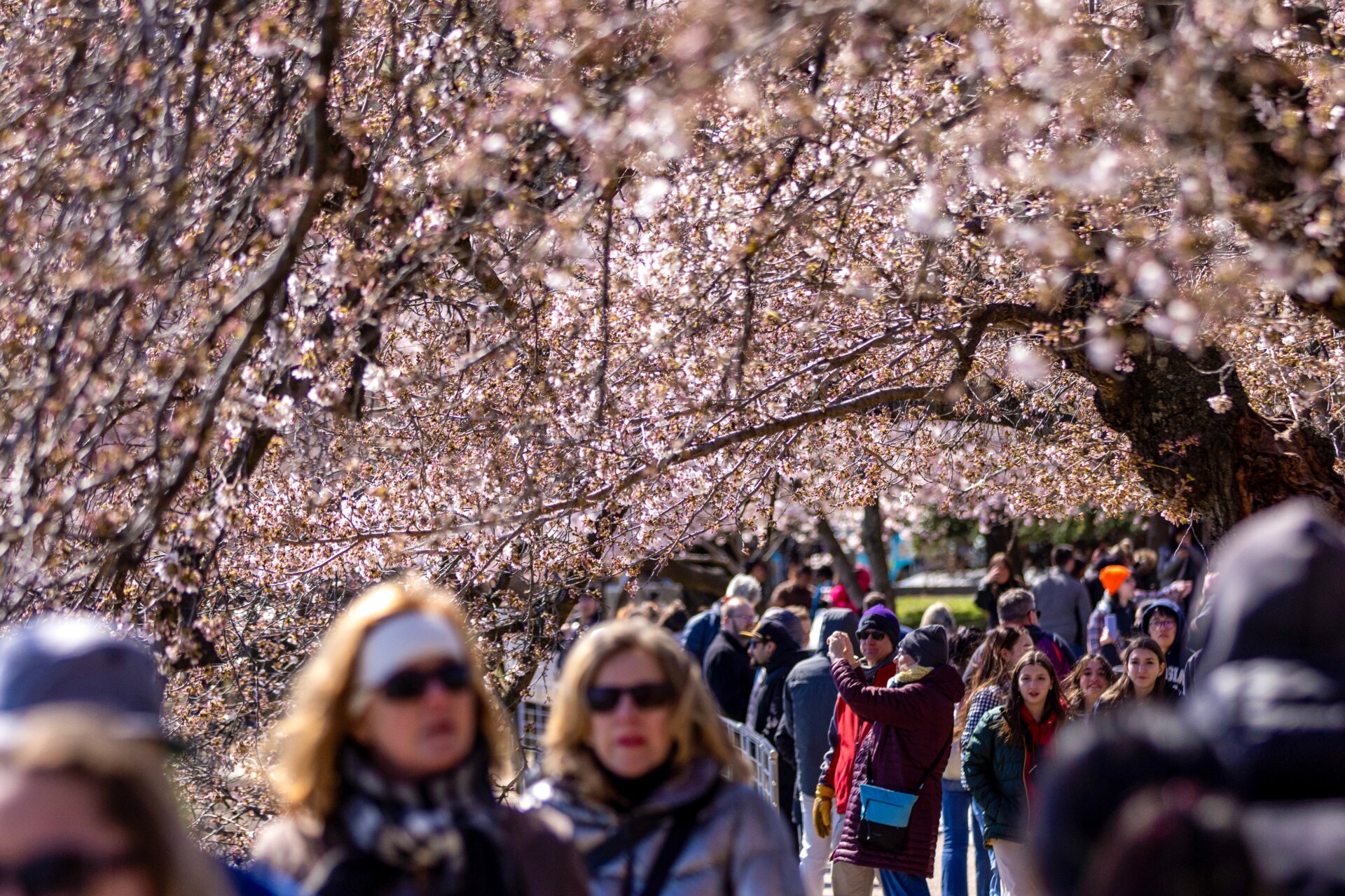 Crowds flock to the Tidal Basin to see Washington D.C.’s early peak bloom. (March 19, 2023)