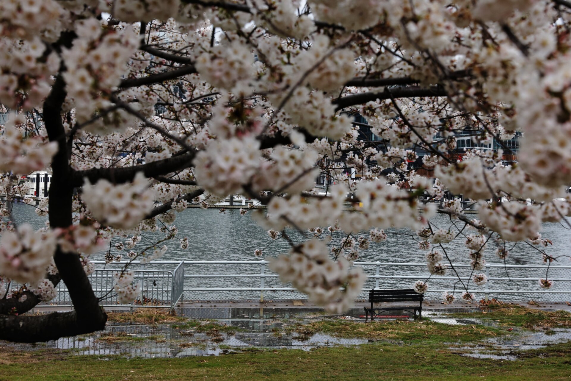 High tide at the Tidal Basin leaves a park bench sitting in water. Rising sea level, caused by climate change, could endanger D.C.’s cherry blossom trees over time. (March 21, 2023)