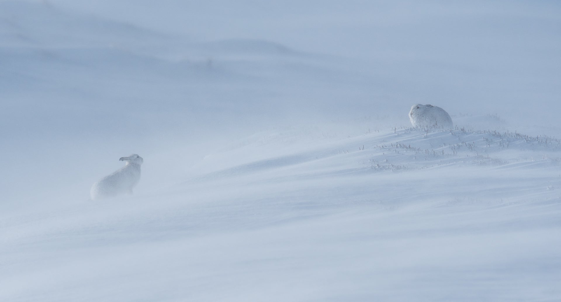 Two hares in the frigid landscape of Cairngorms, Scotland.