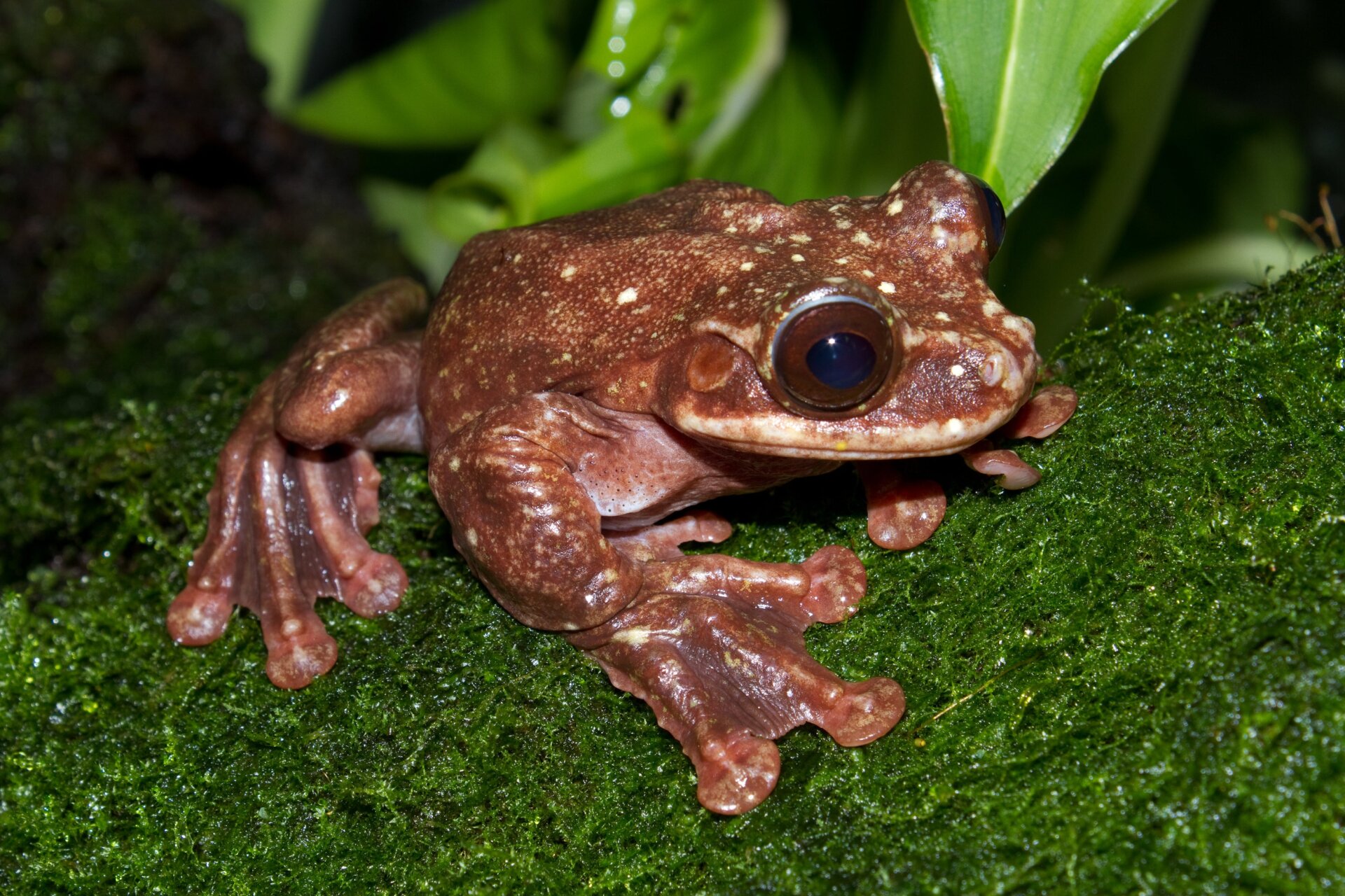 Toughie, the last known Rabbs’ fringe-limbed treefrog.