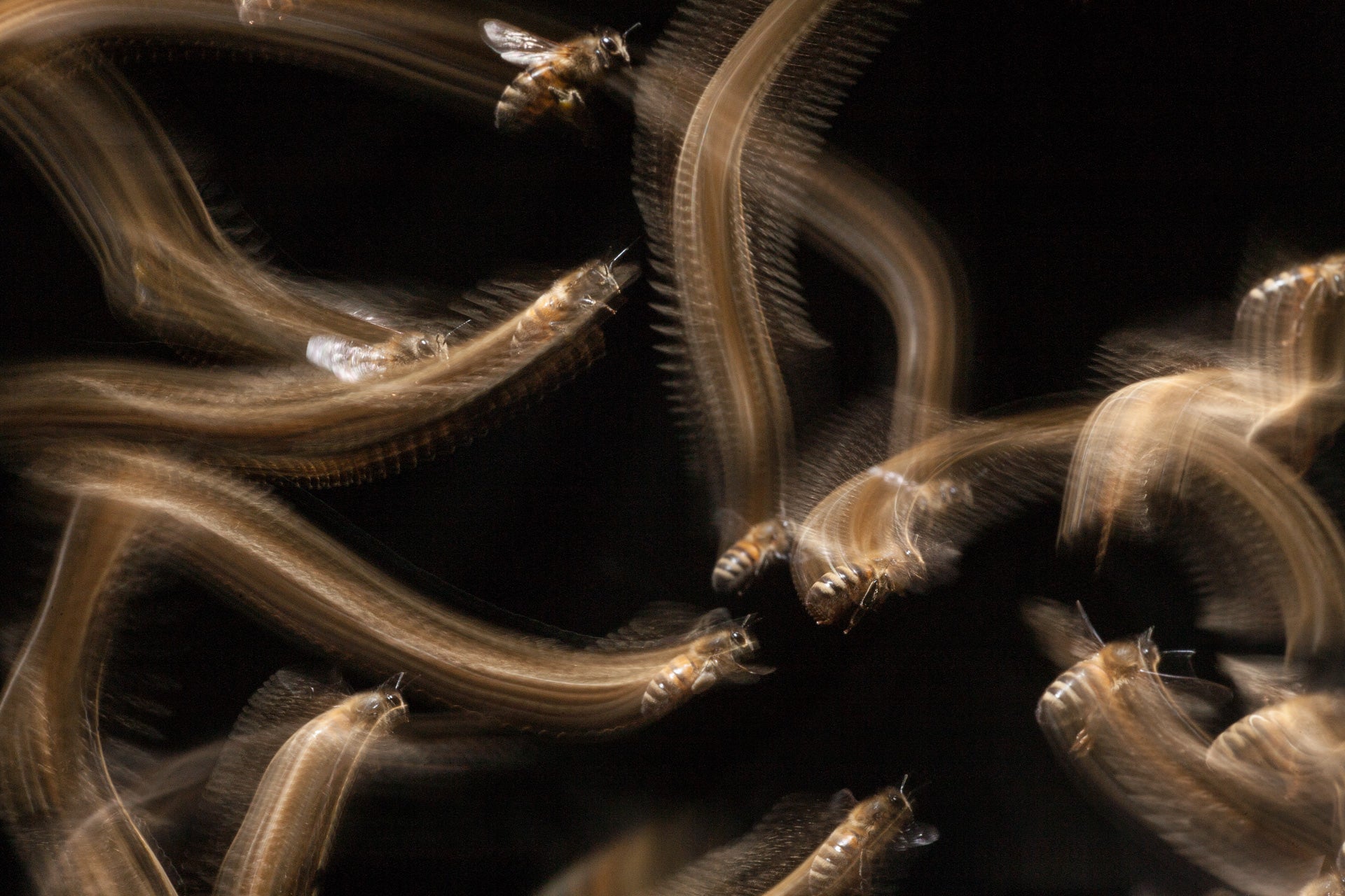 Bees and their trails in an image shot in Bristol, England.
