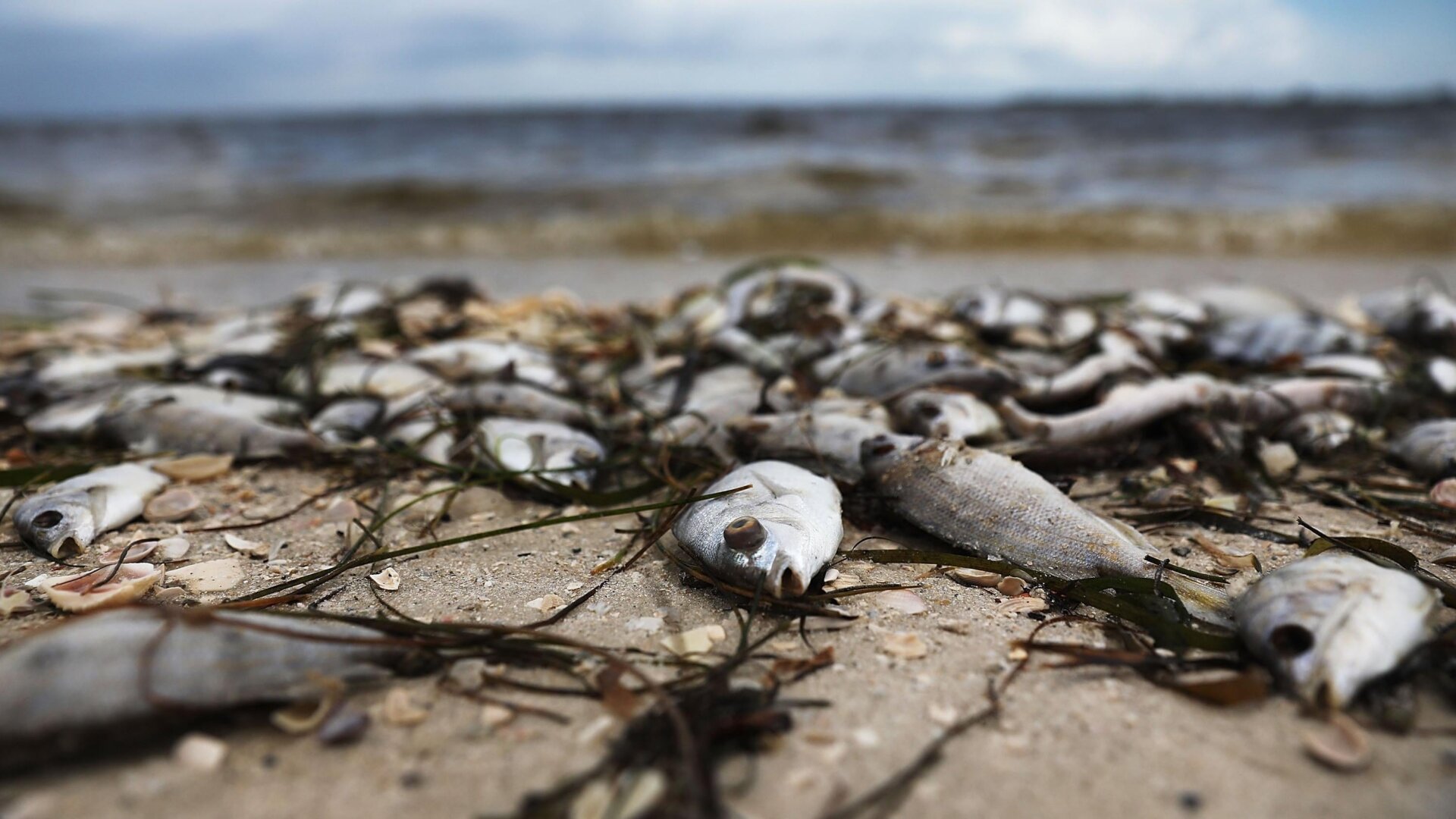 Red tides are “near annual” events for Florida, but they vary in their severity and how long they last. One particularly destructive instance lasted for more than a year in 2018. The dead fish here were photographed in 2018 in Sanibel, FL.