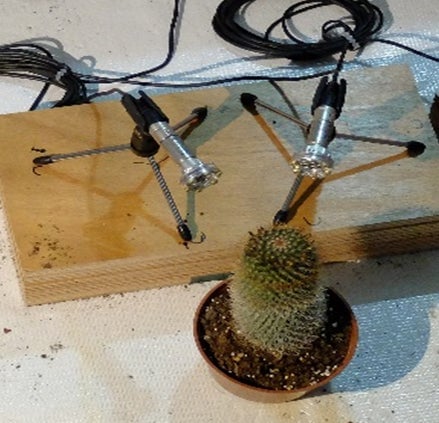 A cactus plant being recorded for the recent study.