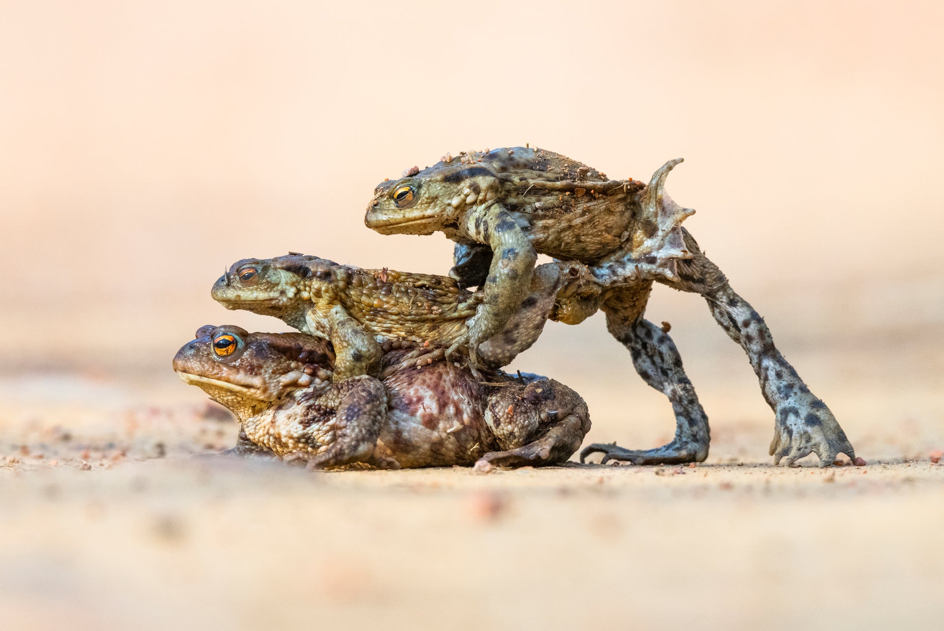 Three common toads (Bufo bufo) in Cromarty, Scotland.
