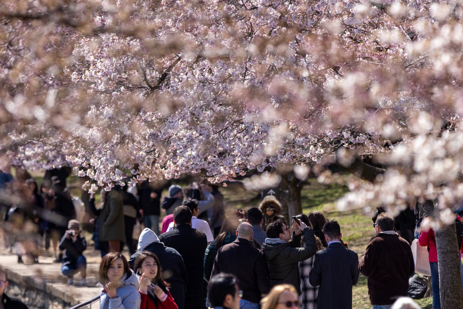 Tourists and locals alike bask in the pink blossoms as they approach peak bloom. (March 19, 2023)