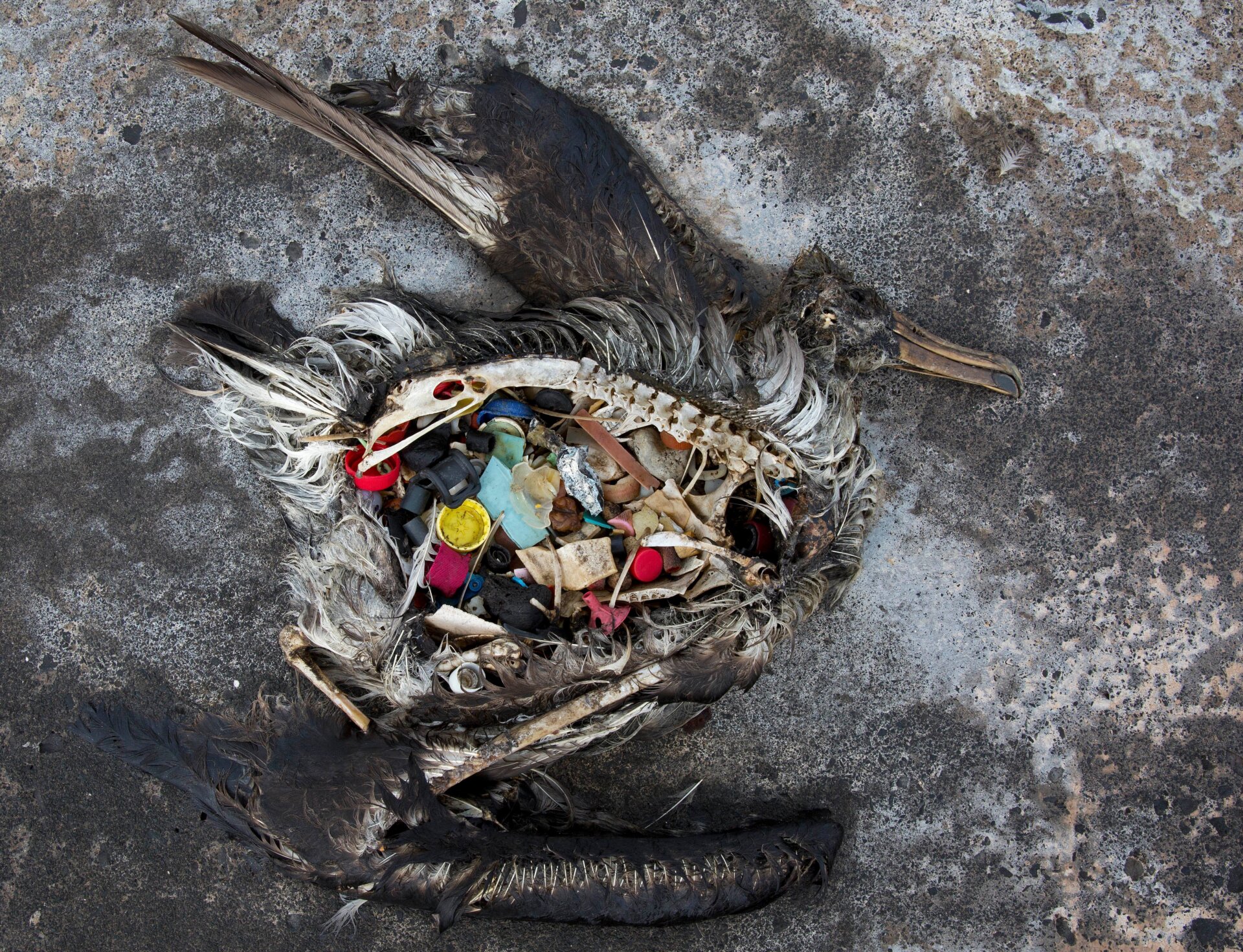 The carcass of a black footed albatross chick with plastic filling its stomach photographed on the Hawaiian Islands in 2014.