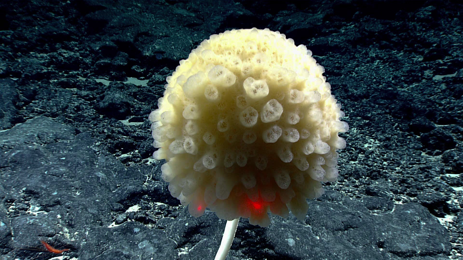 Stalked glass sponge.