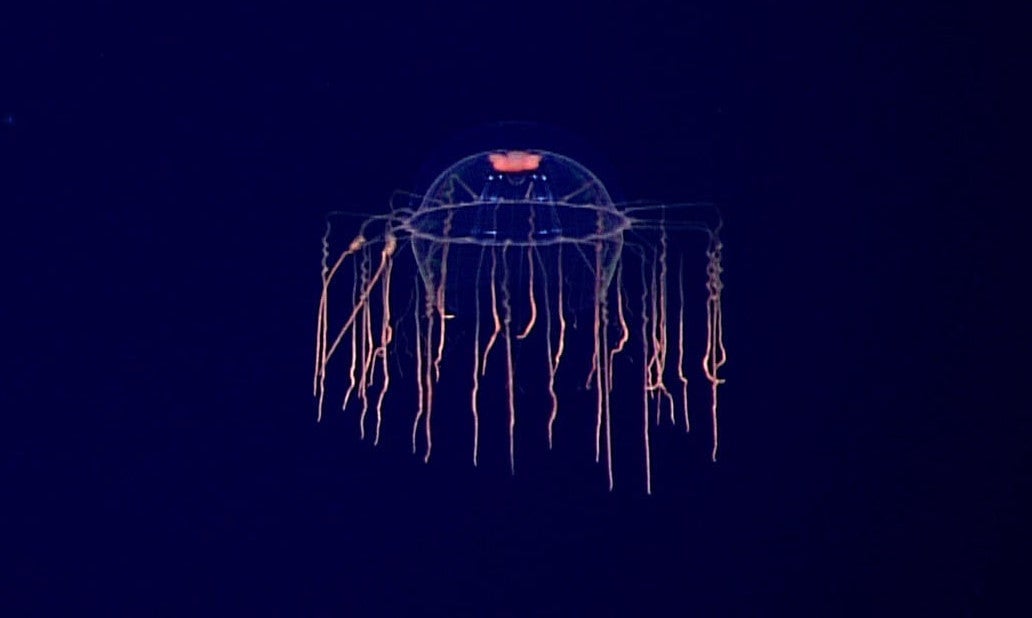 The hydromedusa species of deep sea jellyfish, as seen in 2016. 