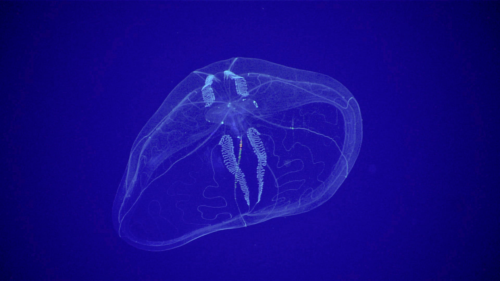 A translucent comb jelly at a depth of about 600 meters (1,970 feet).