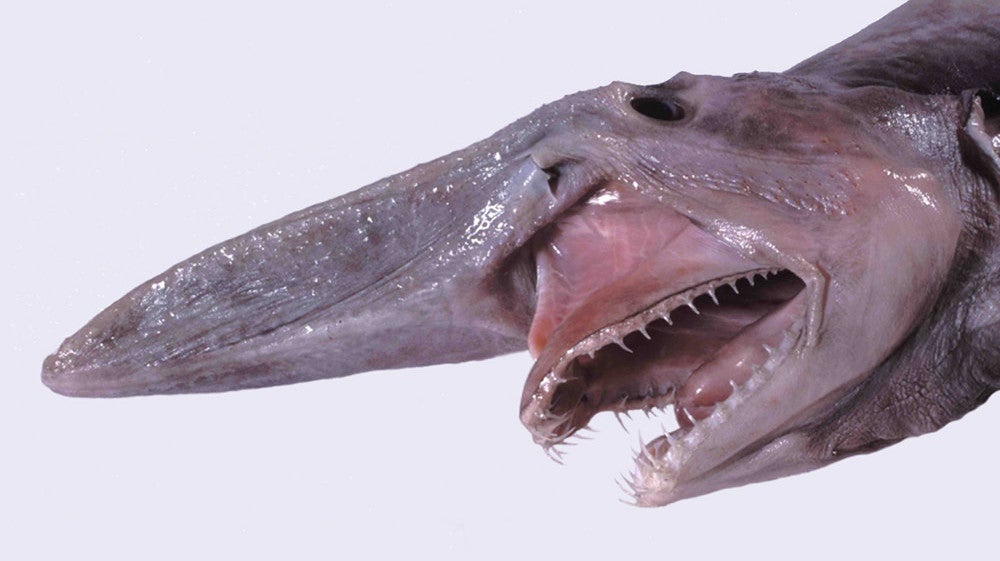 Head of a goblin shark.