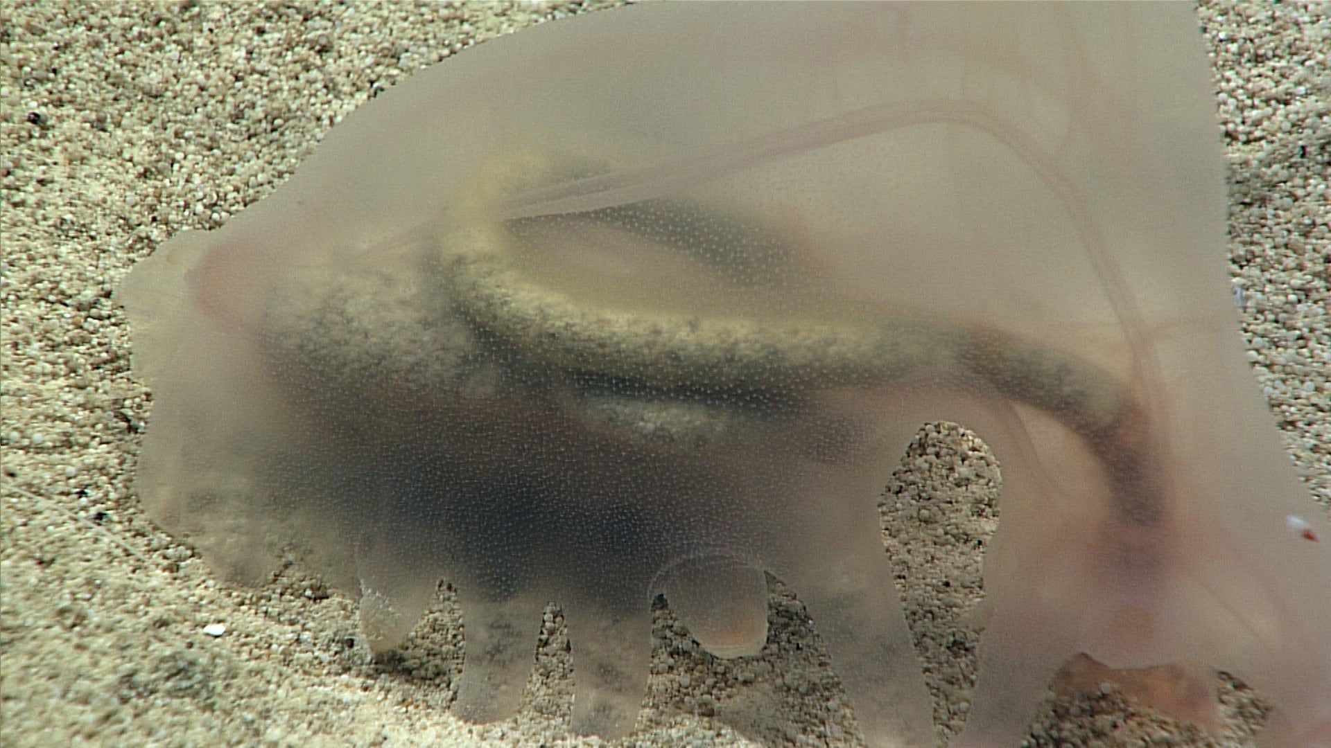 Holothurian sea cucumber seen in 2017. 