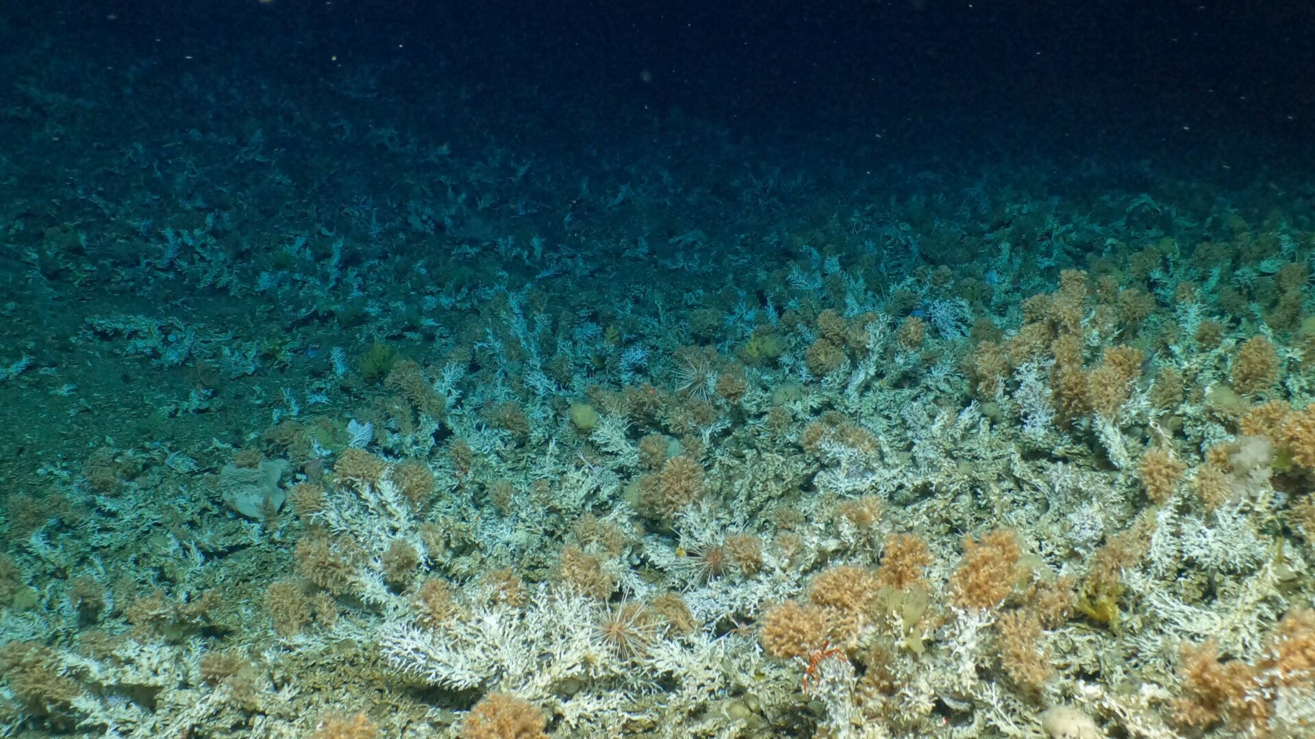 Ancient living deep coral reef (Mixed Madrepora sp. and Dendrophyllia sp.cold water coral) at 500m-400m depth