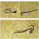 Scientists Found a Snake That Cartwheels Away From Danger
