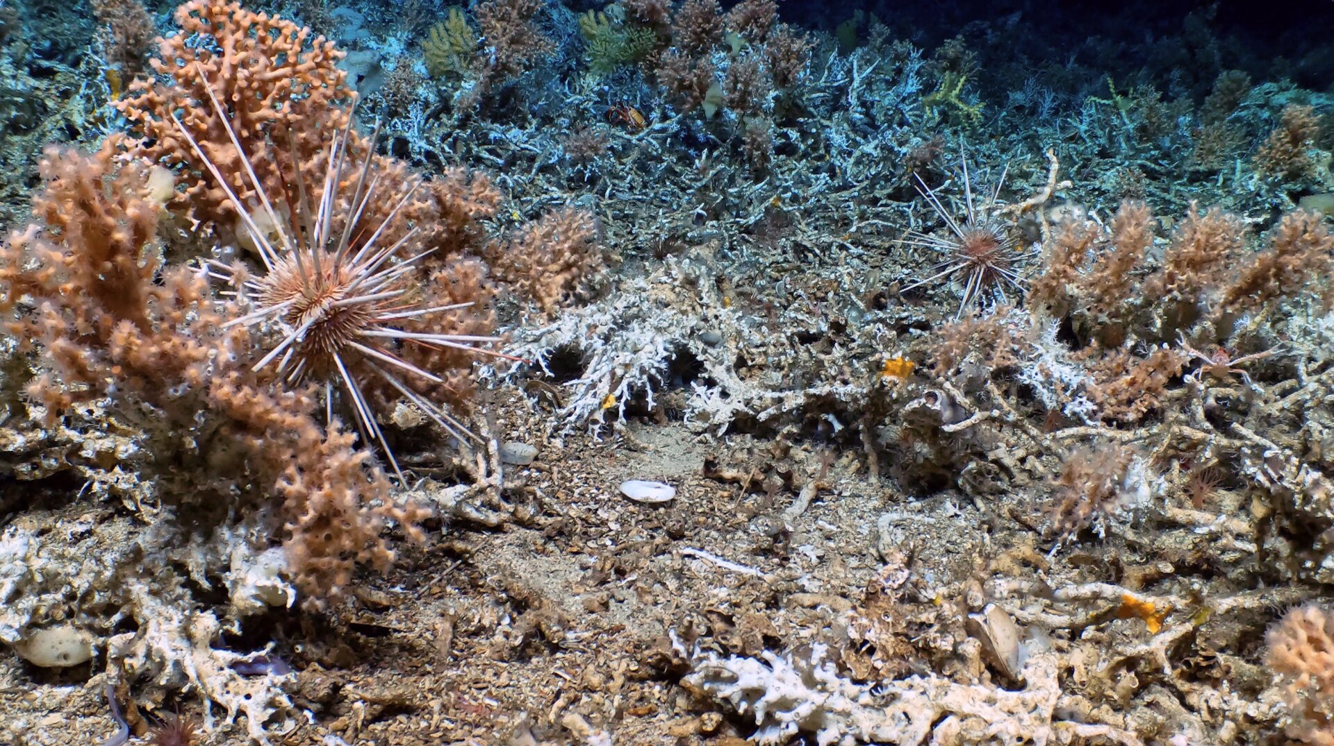 Urchin on live coral (left) with fossil coral, the foundation of the live reef, in the foreground, live reef in the background.