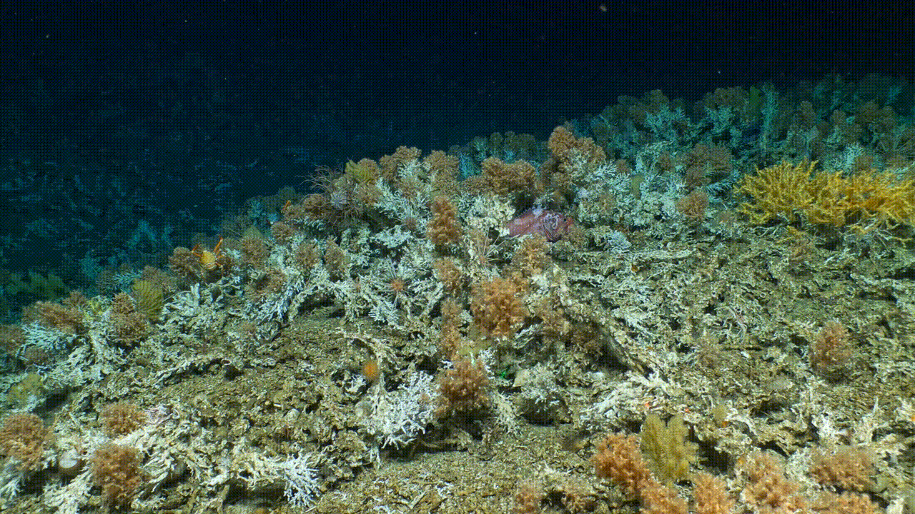View from HOV Alvin during transit across a section of the newly discovered deep-water coral reef.