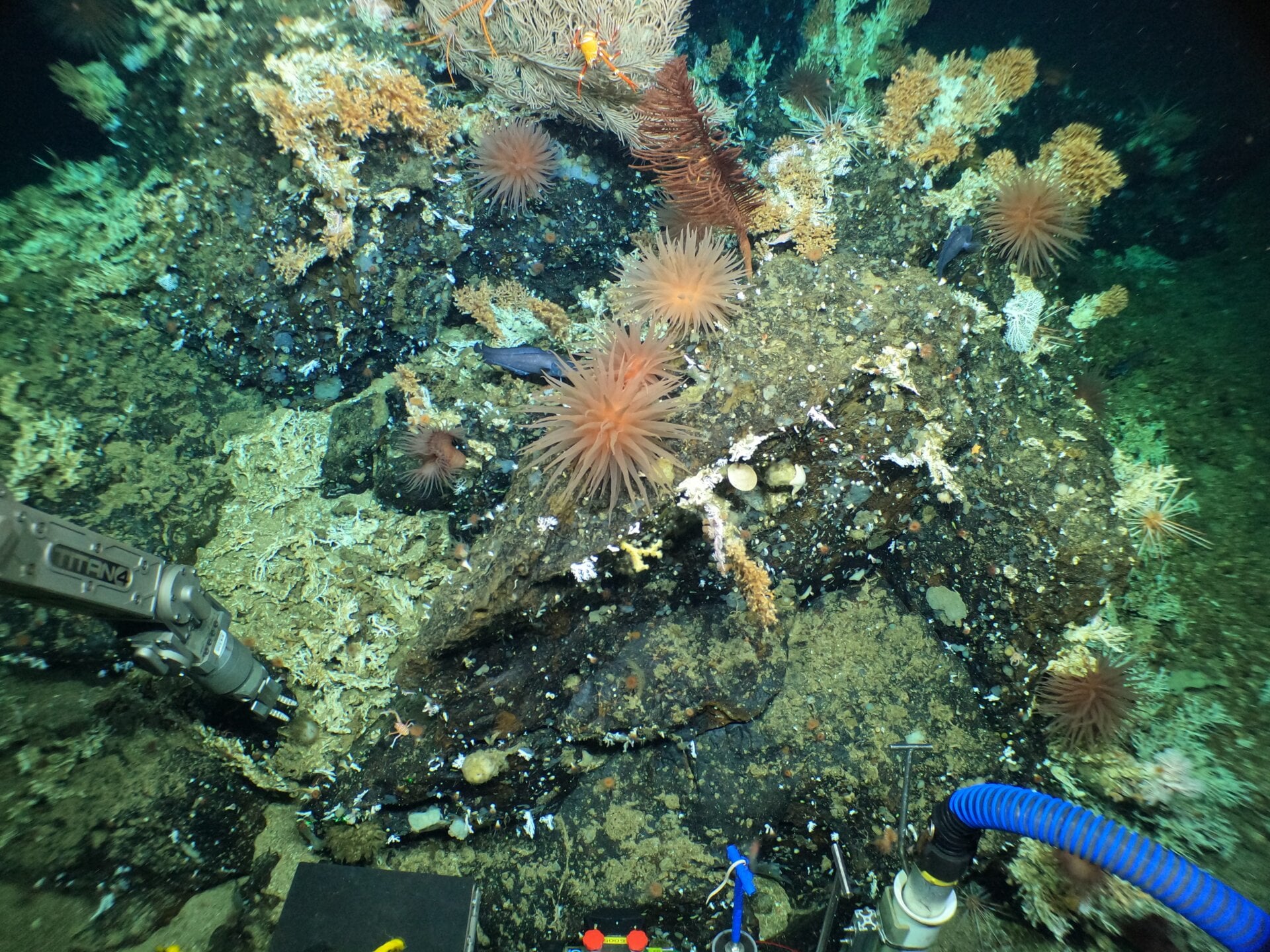Anemone on rock with some Madrepora coral.