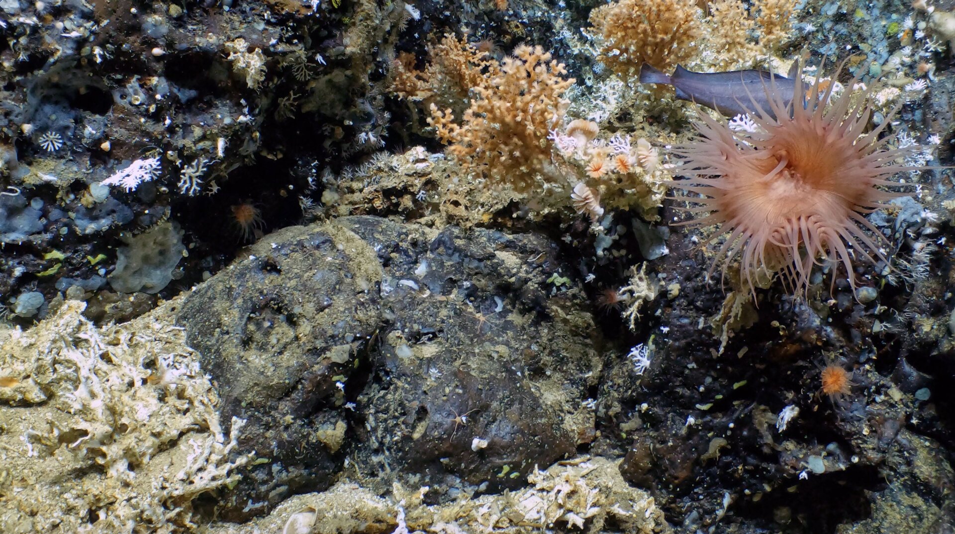 Rocky outcrop at the crest of a ridge, populated by cold water corals, squat lobsters, anemones, basket stars and deep-sea fish.