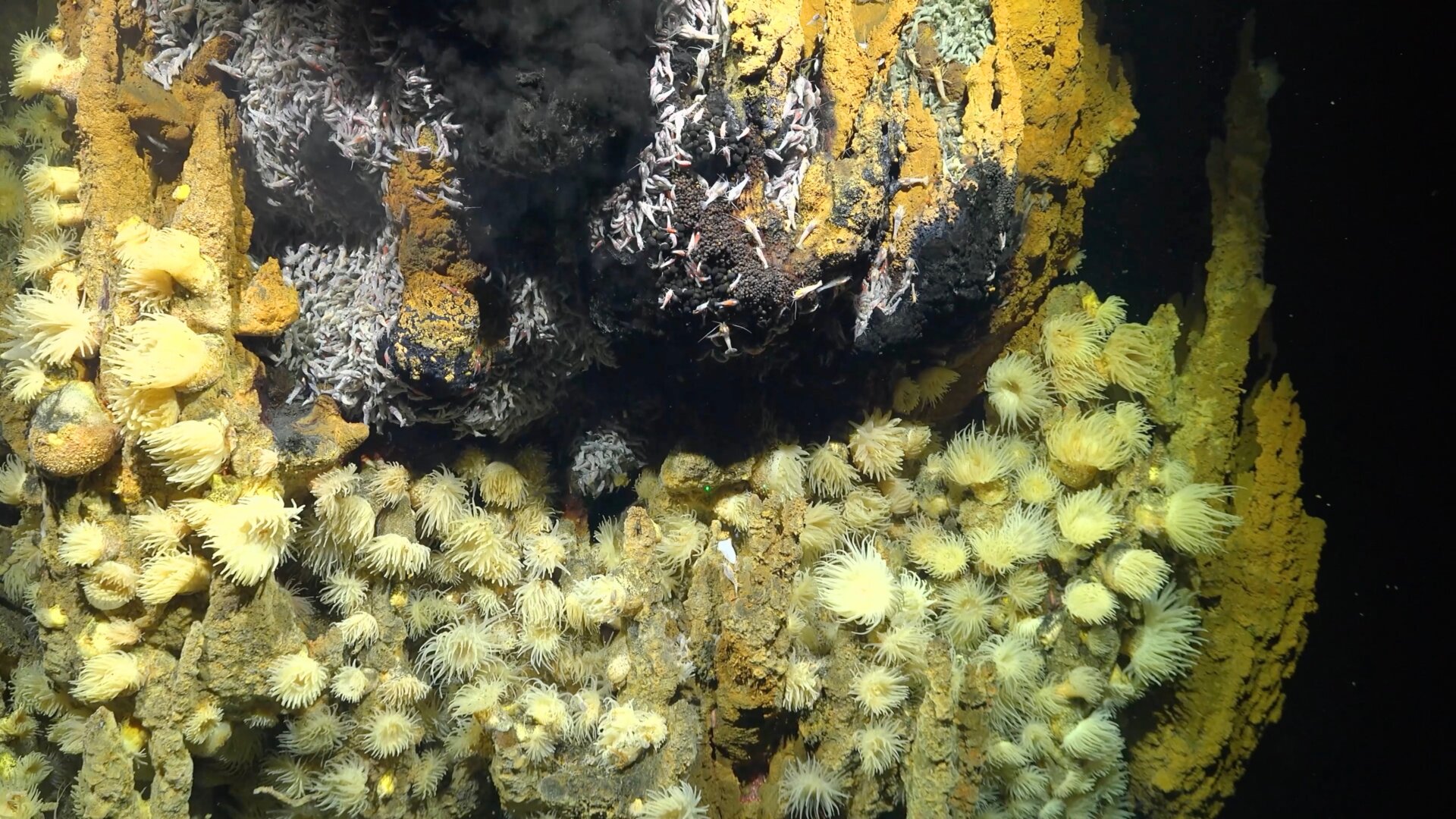 A closeup of the vent. Many of the animals that live around these vents, like tube worms and mussels, feed on the nutrients and bacteria coming from the mineral-rich water. 