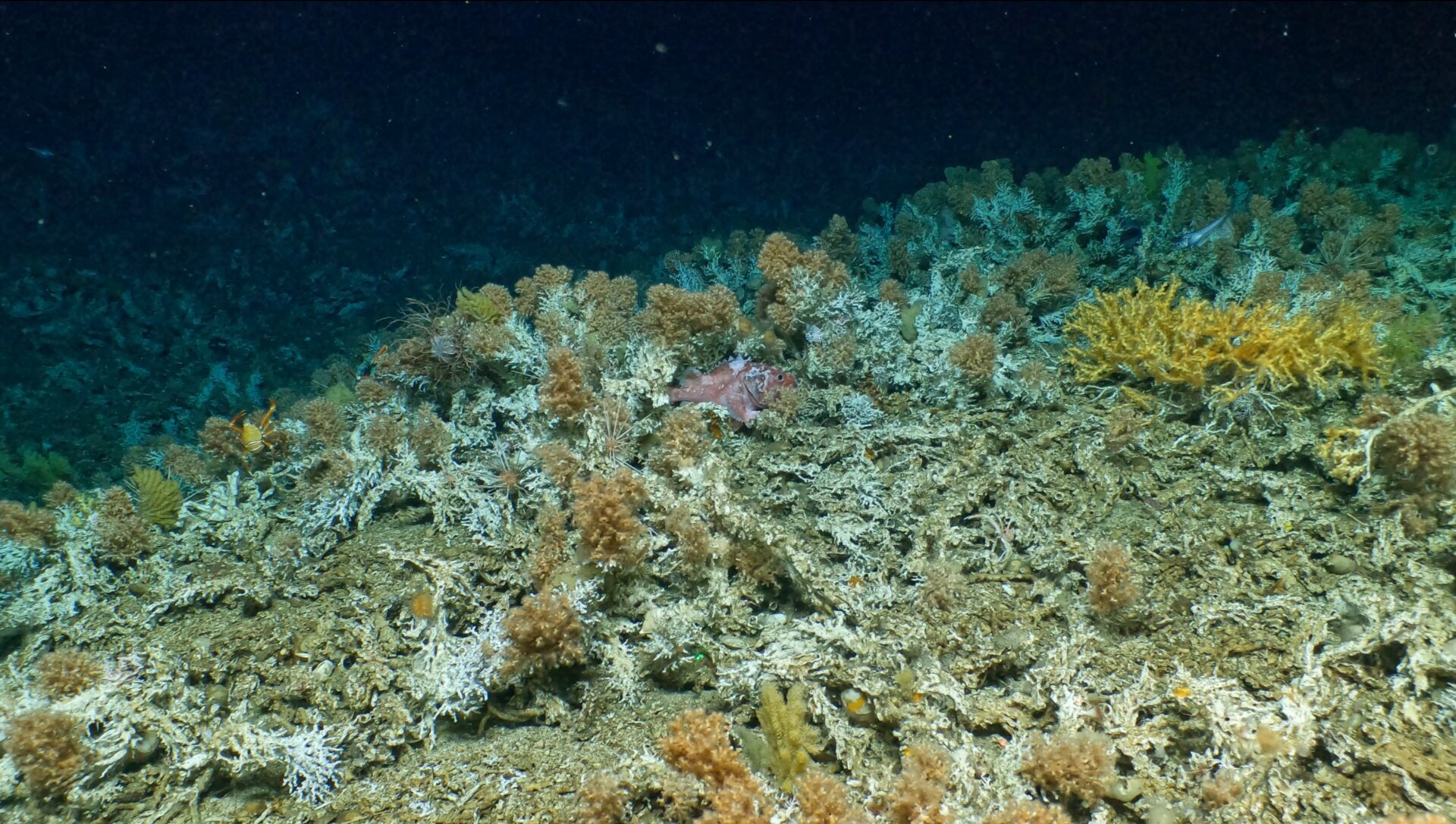 Ancient living deep coral reef (Mixed Madrepora sp. and Dendrophyllia sp.cold water coral) at 500m-400m depth 
