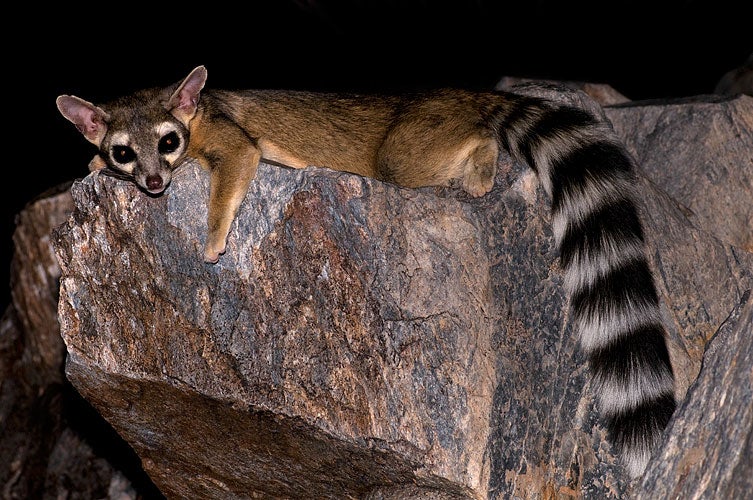 A ringtail.