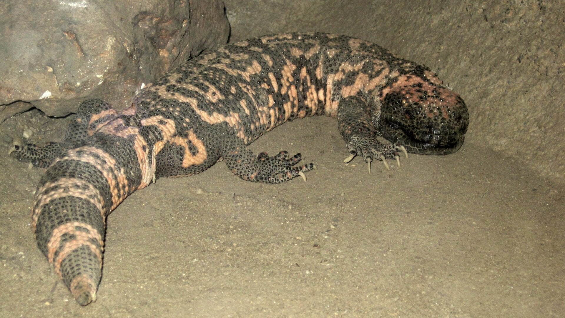 A chonky gila monster.