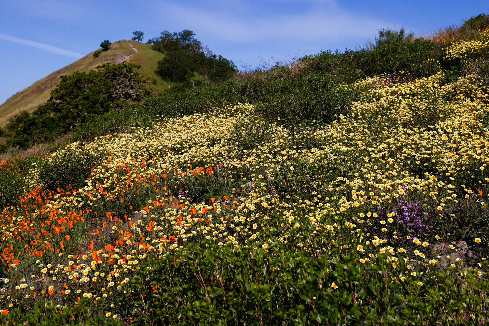 Multiple varieties of wildflowers bloom near Walnut Creek, CA on April 20, 2023. 