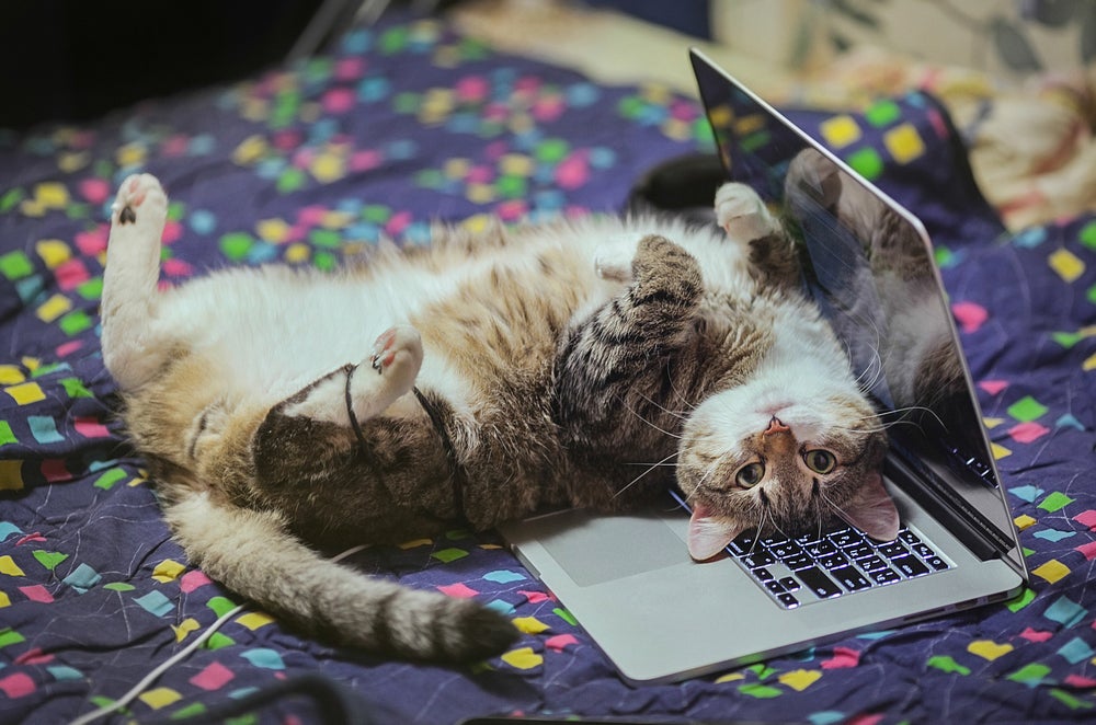 Photo: merkulovstudio / Shutterstock.com