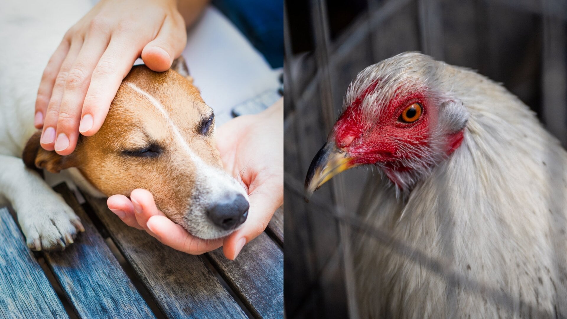 Bird flu is infecting mammals, including pet dogs, in this most recent spate of viral spread.