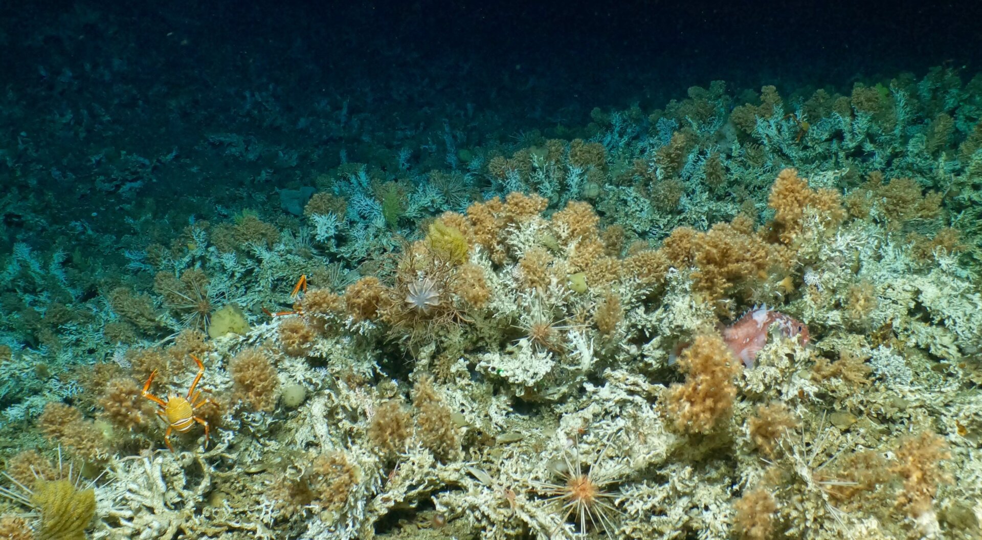 Ancient living deep coral reef (Mixed Madrepora sp. and Dendrophyllia sp.cold water coral) at 500m-400m depth 