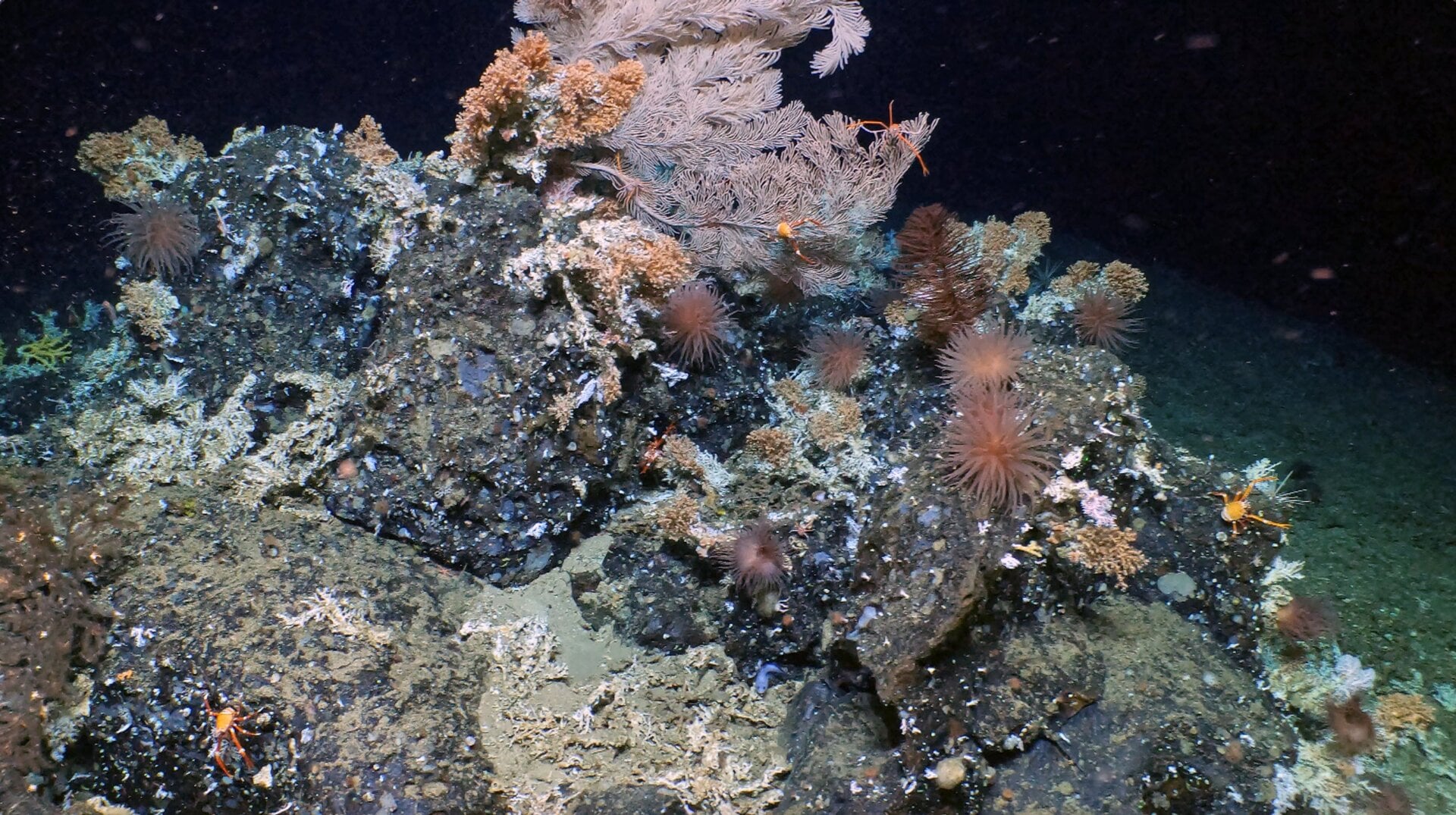 Rocky outcrop at the crest of a ridge, populated by cold water corals, squat lobsters, anemones, basket stars and deep-sea fish.