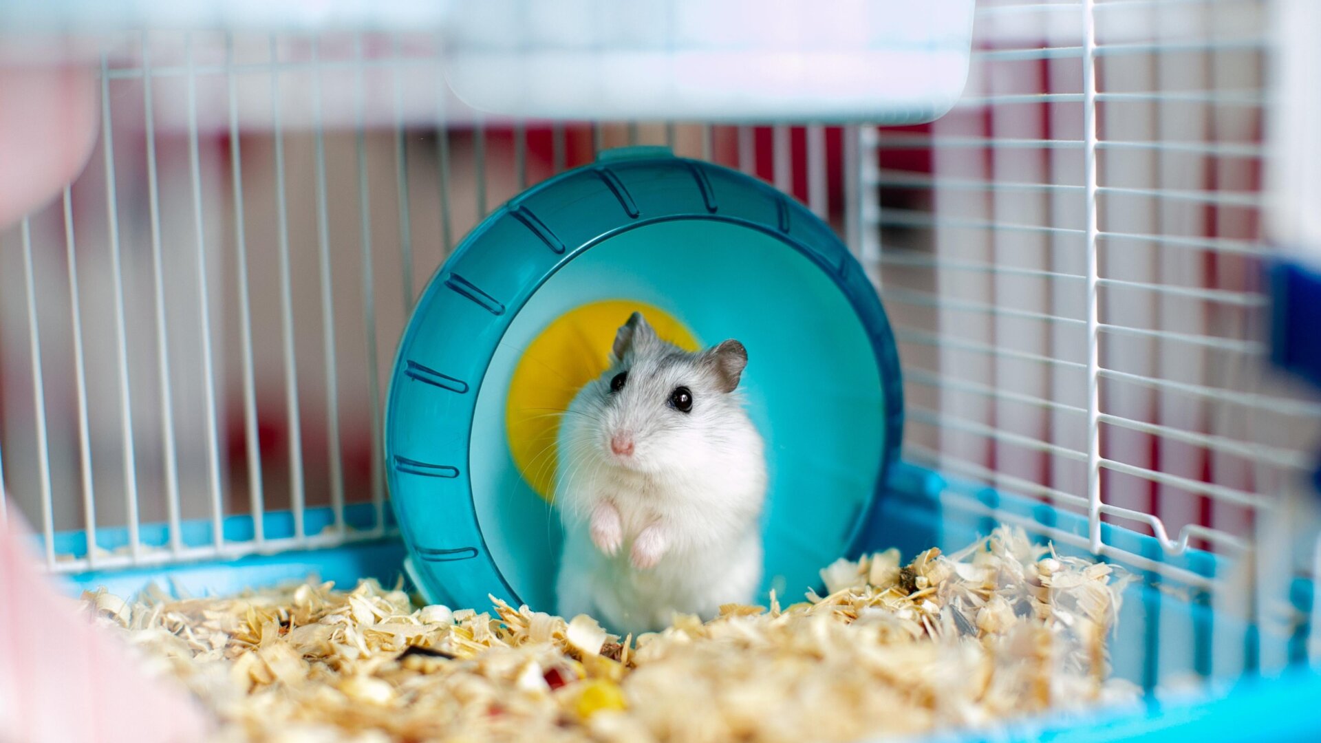 Photo: marinakarpenko