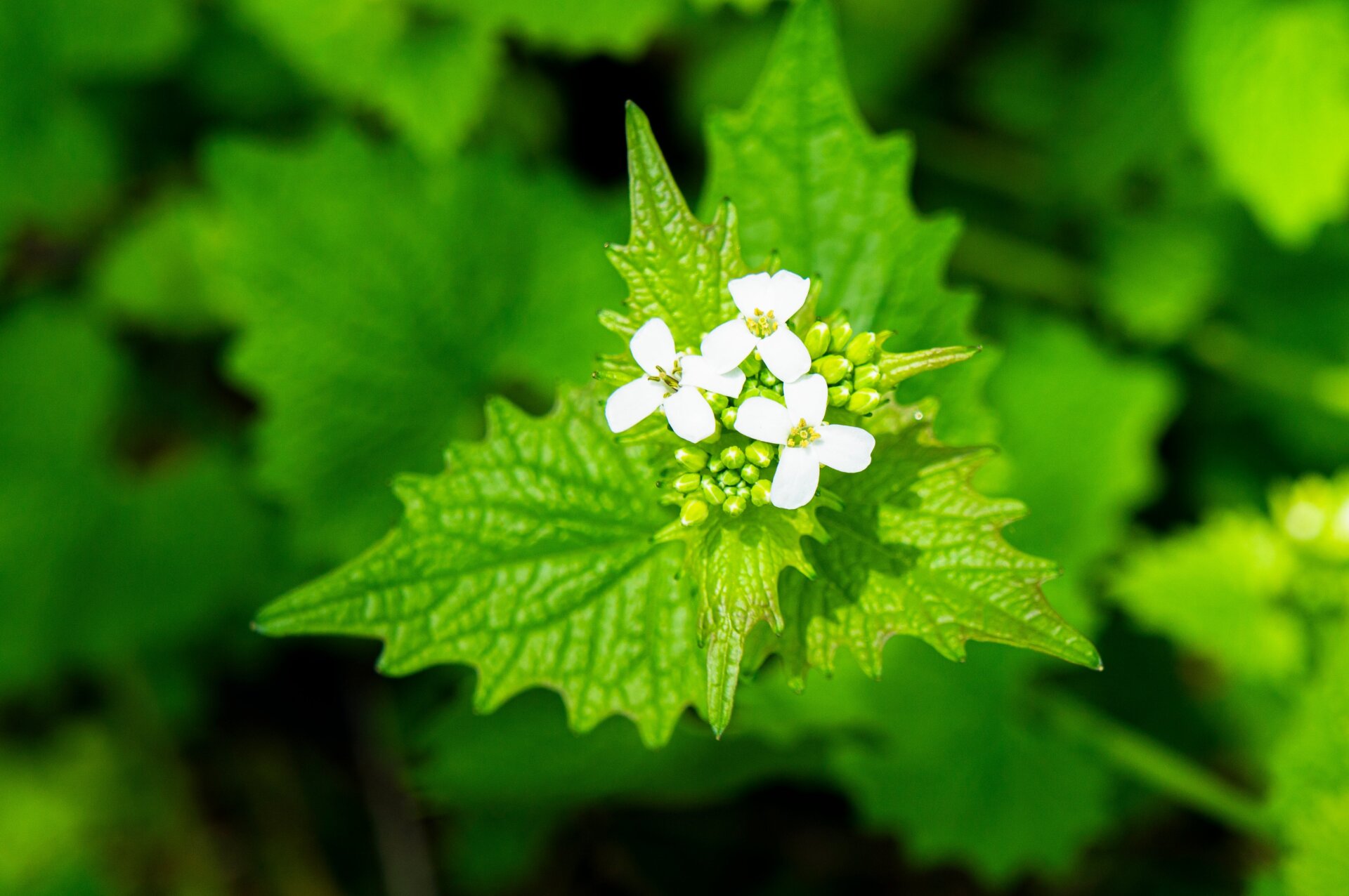 Garlic mustard flowering in a garden, in the Czech Republic, on May 3rd, 2022. 