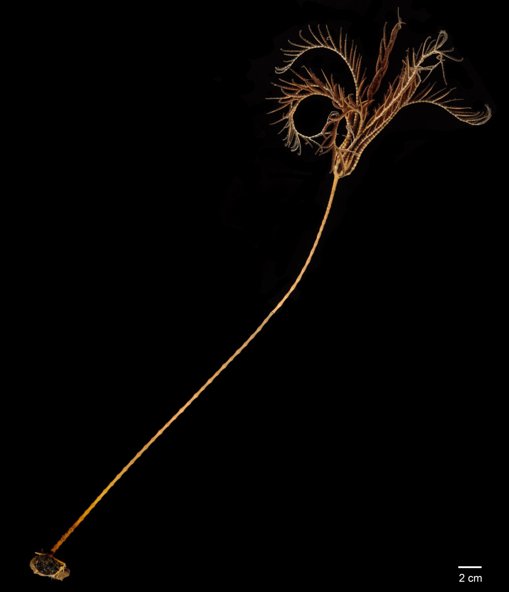 An unknown species of sea lily (Crinoidea sp.)