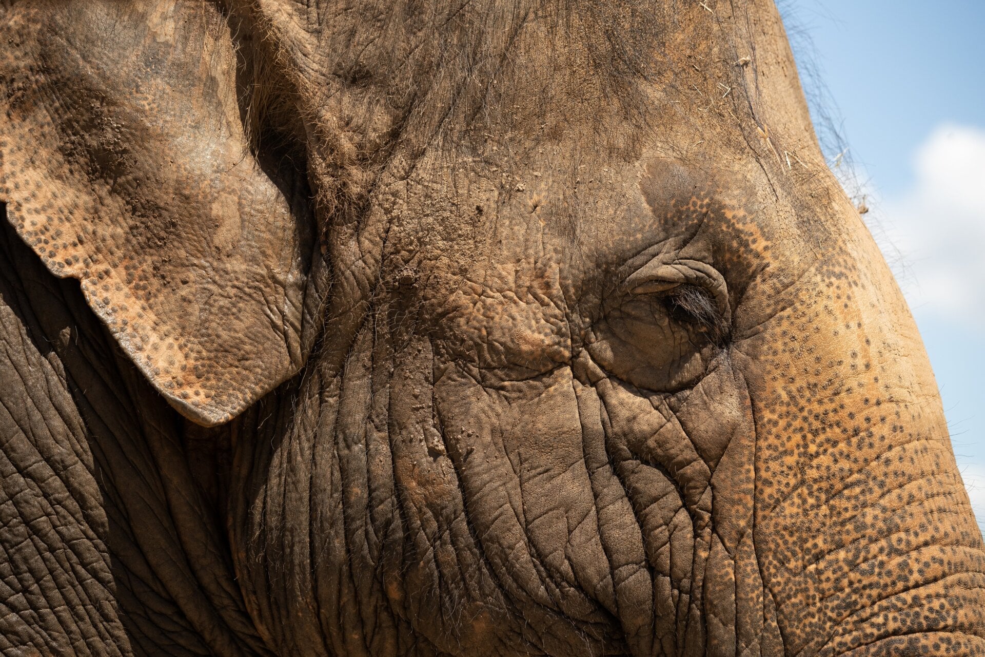 The Asian elephant, which some companies hope to engineer into a woolly mammoth proxy species.