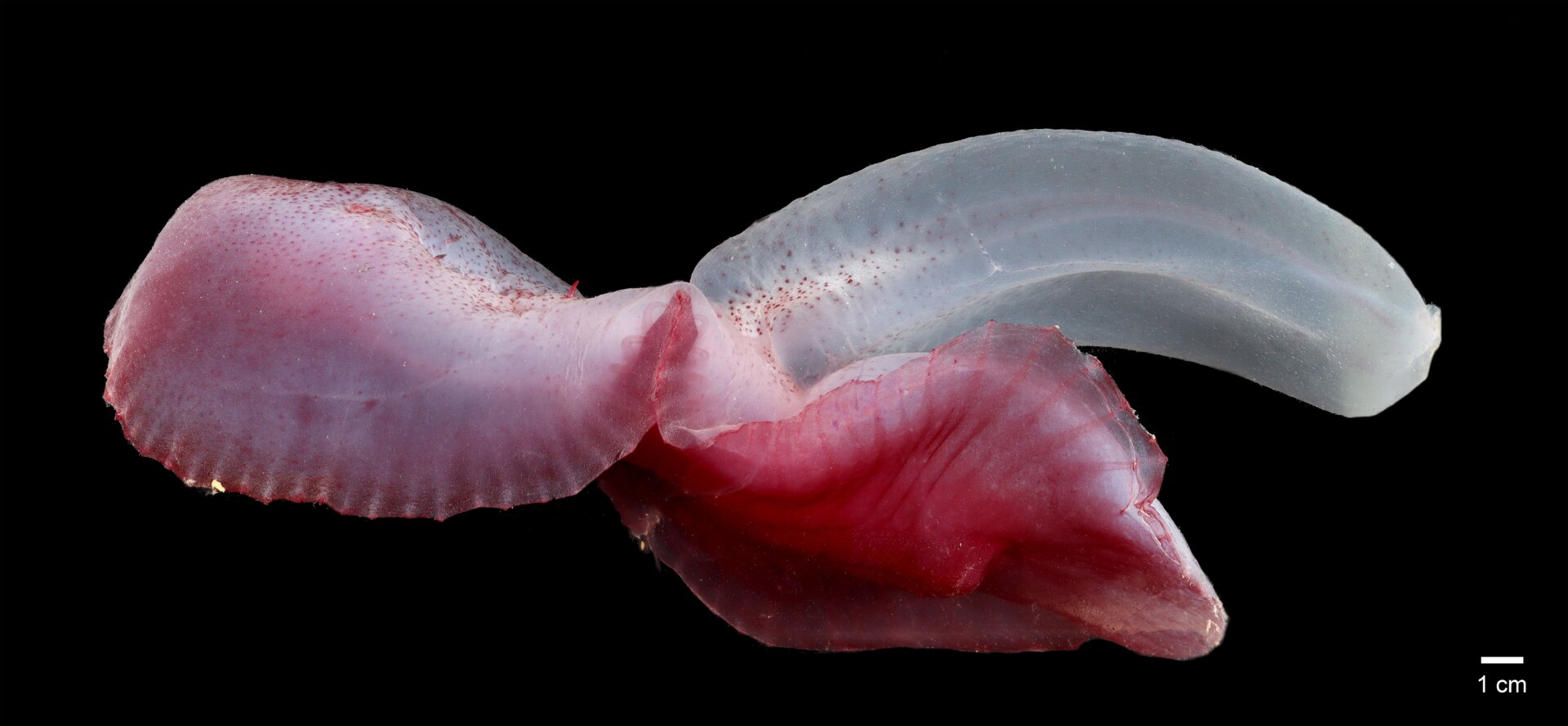 A sea cucumber known as a gummy squirrel (Psychroptes longicauda).  