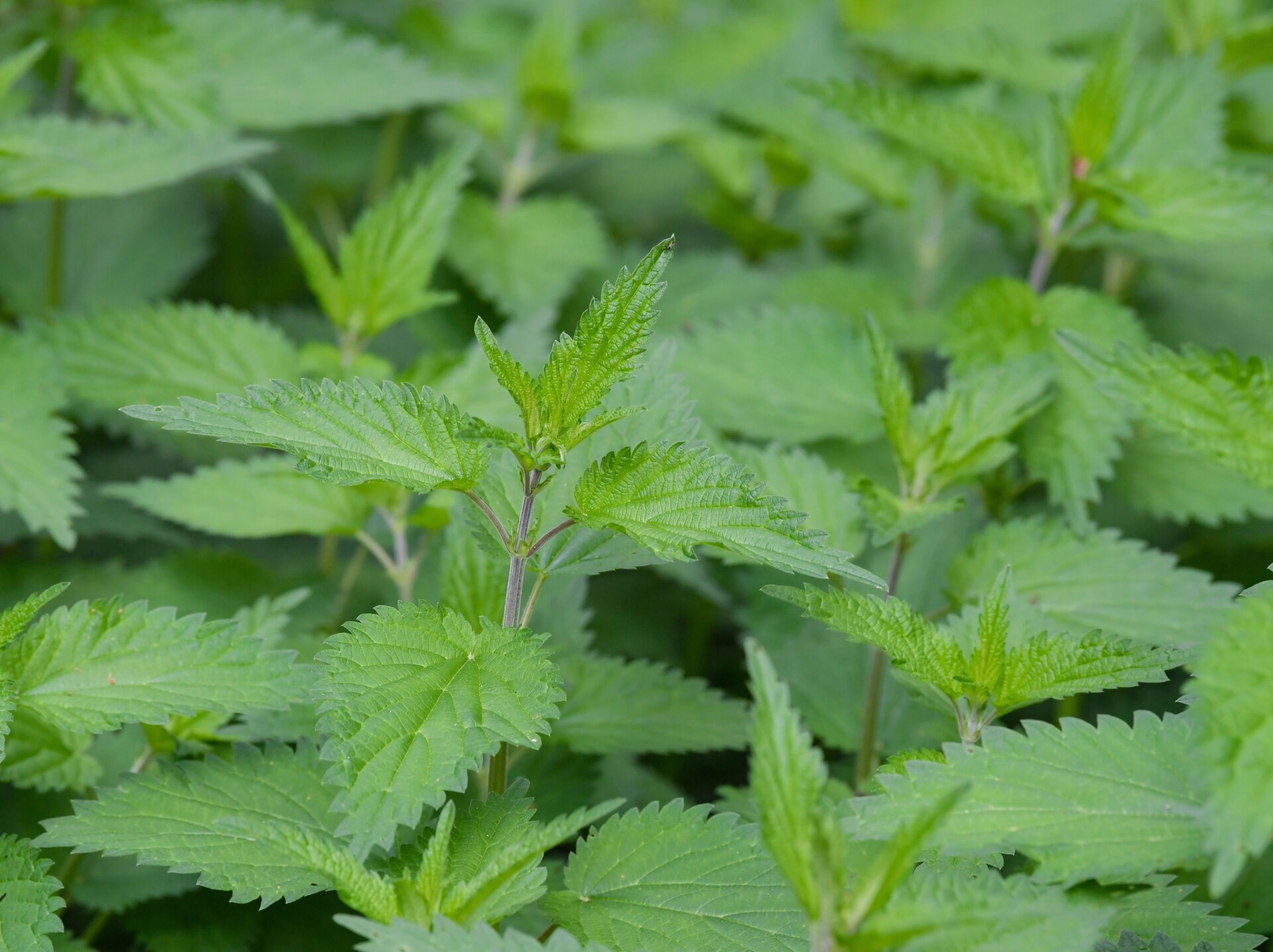 Stinging nettle leaves. 