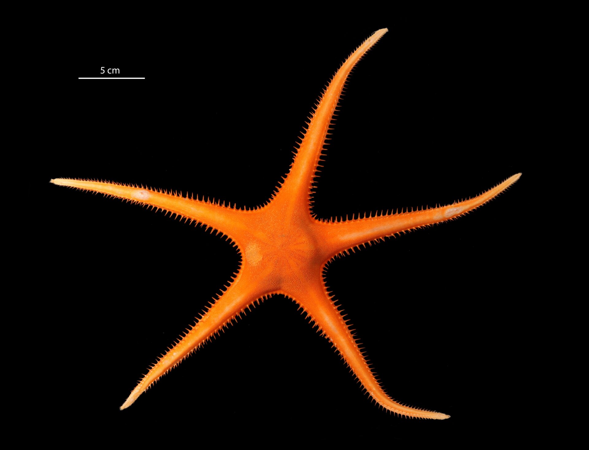 An unknown species of sea star in the genus Dytaster