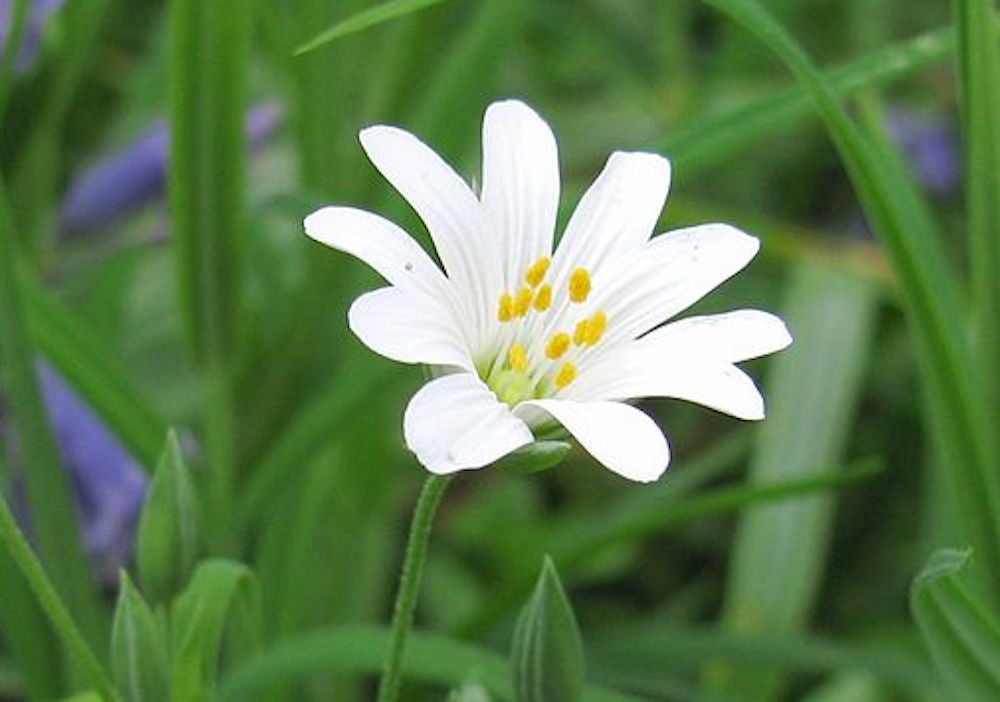 A common chickweed flower.