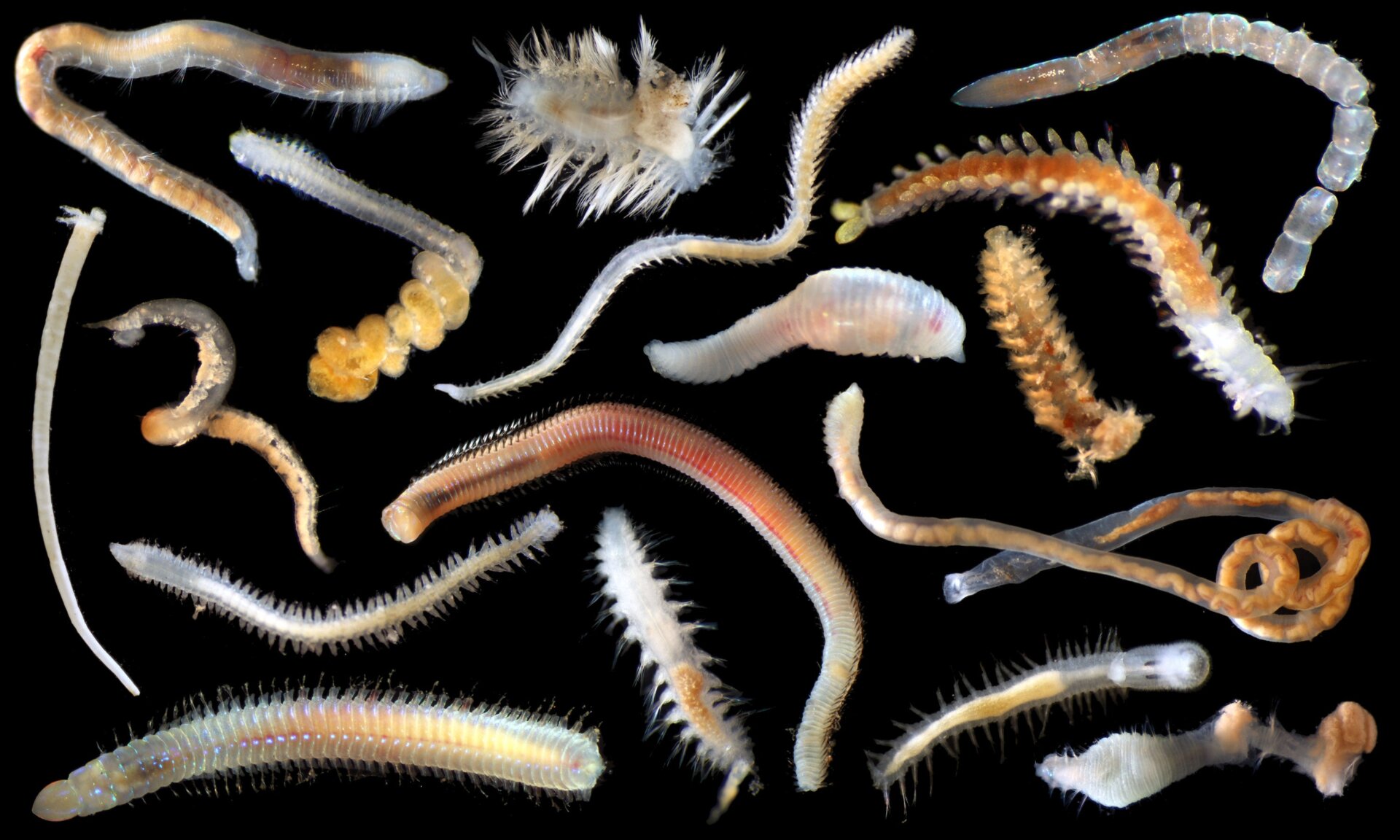 An array of unidentified annelids. 