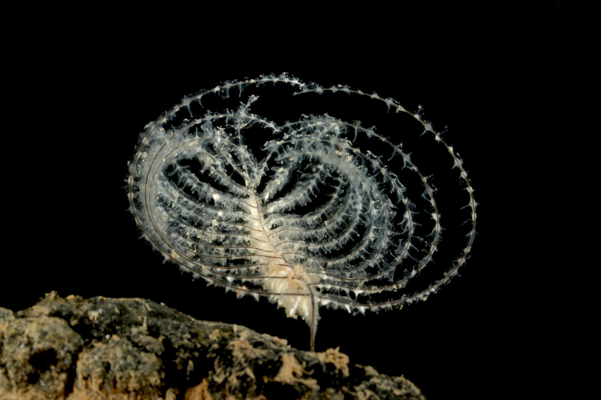 One of the deepest known dwelling corals, lyre coral (Abyssopathes lyra)