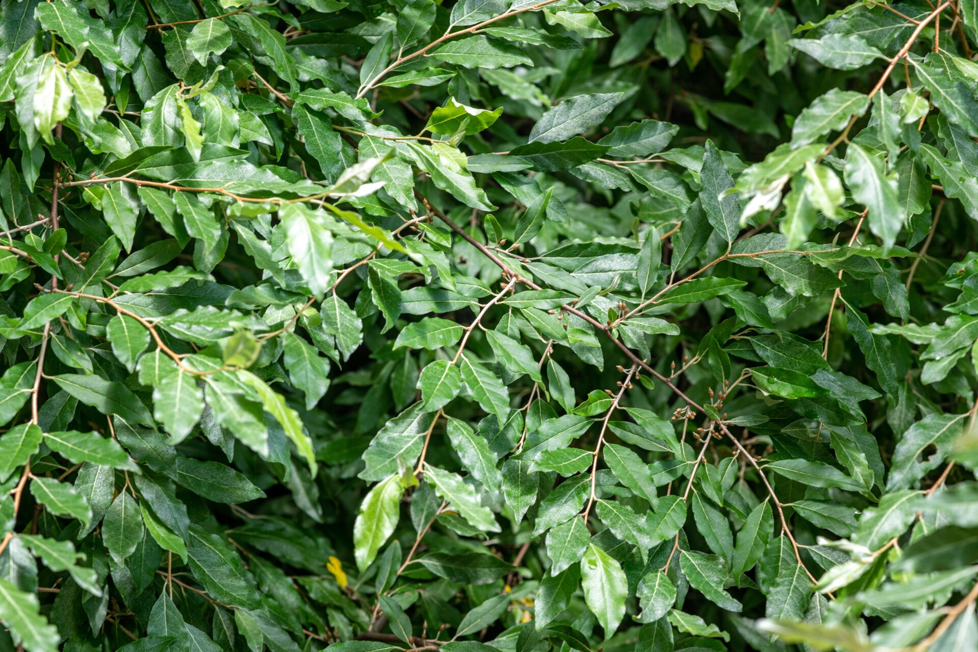 Autumn Olive, Elaeagnus umbellata.