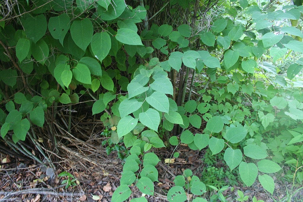 Invasive Japanese knotweed.