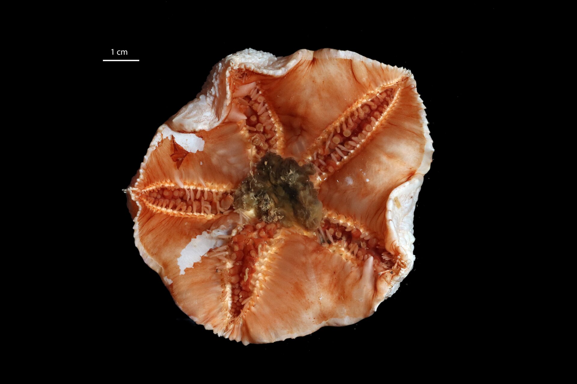 The mouth of a deep-sea, sea star (Hymenaster abboral)