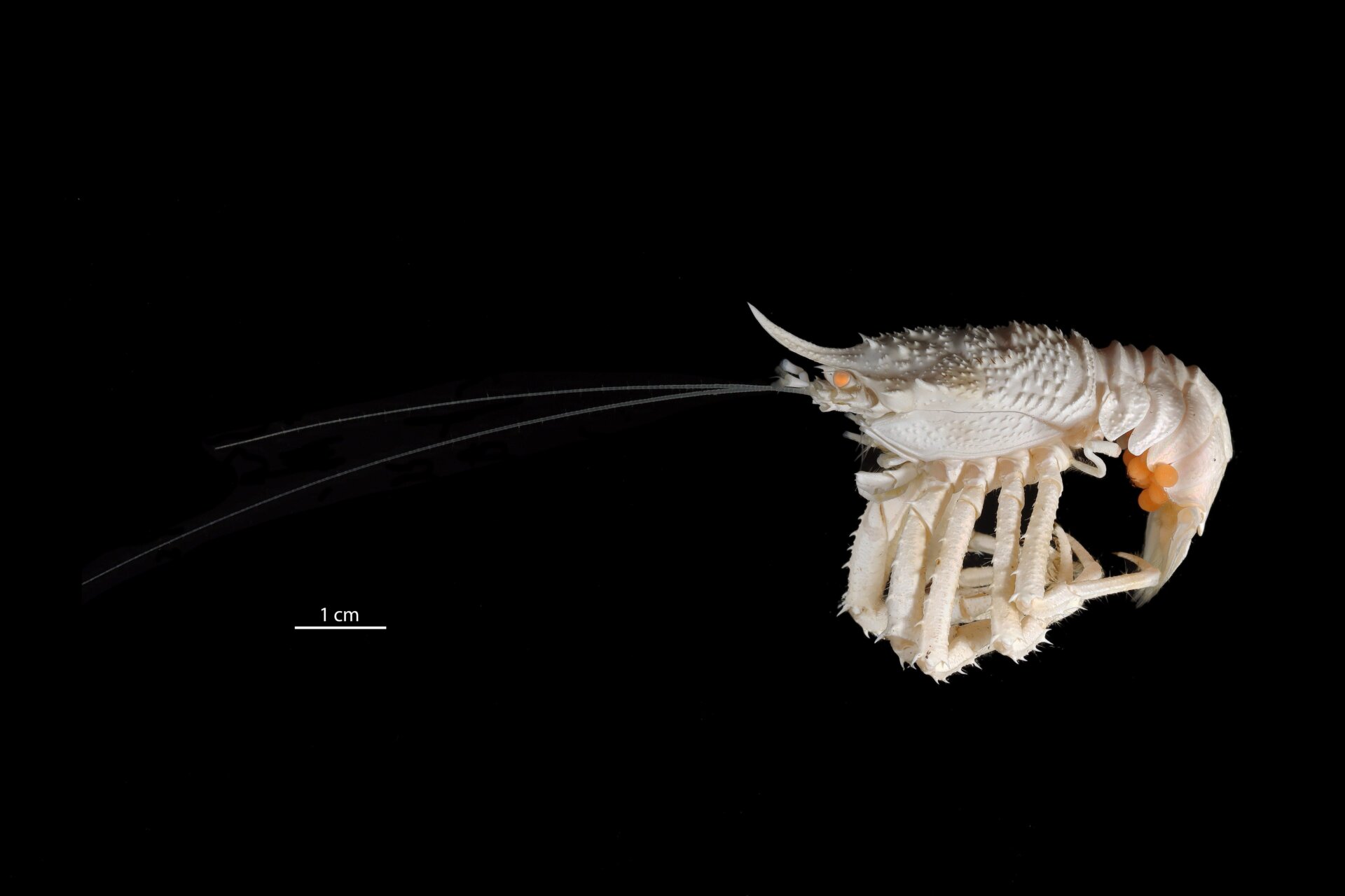 An unidentified species of squat lobster (Munidopsis sp.)